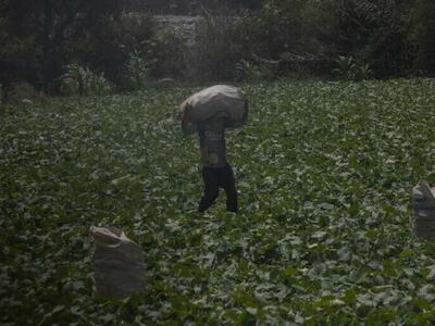 “Las políticas de Perú han incentivado la deforestación y el acaparamiento de tierras en la Amazonía”
